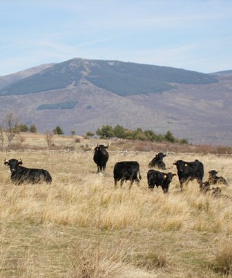 toro Buitrago de lozoya